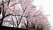 福島新川の桜並木